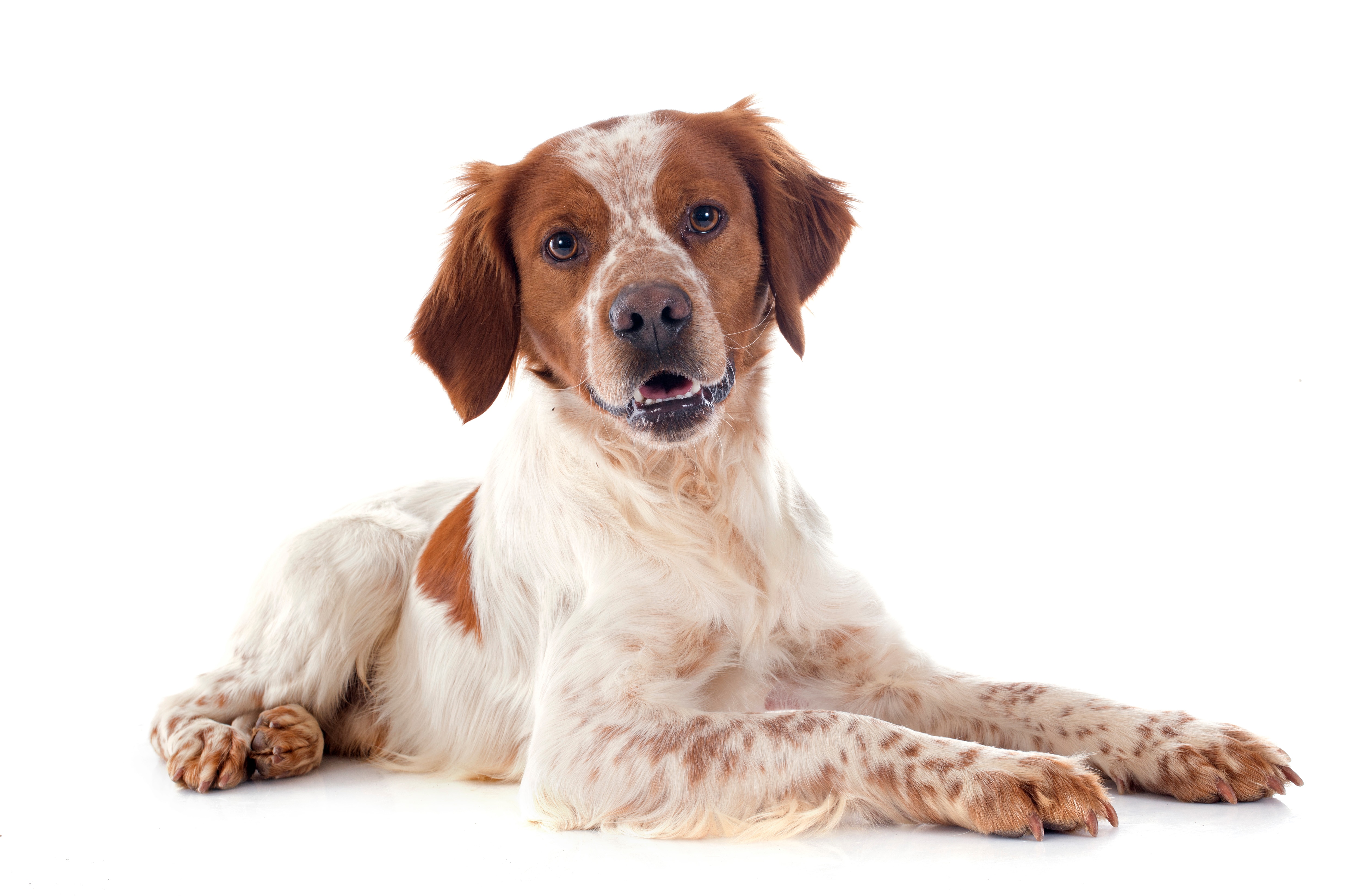 Brittany dogs for fashion adoption